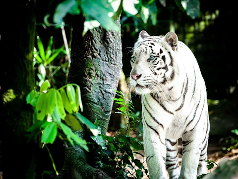 シンガポールのシンガポール動物園